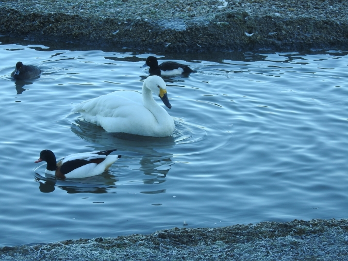 Bewick's swan on water